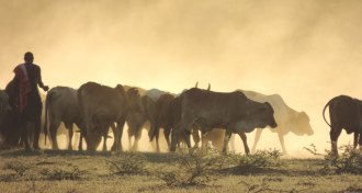 picture of Maasai herding cattle