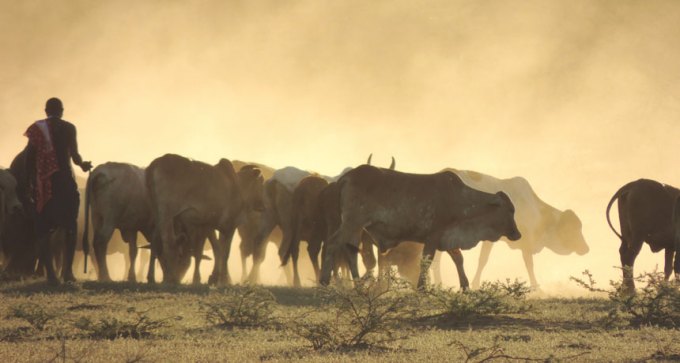 picture of Maasai herding cattle