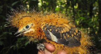 baby cinereous mourner