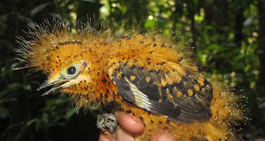 baby cinereous mourner