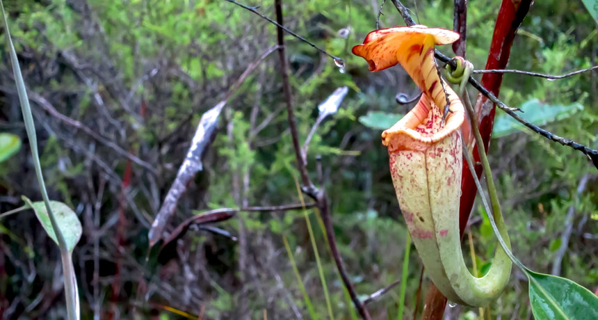Tricky pitcher plants lure ants into a false sense of security