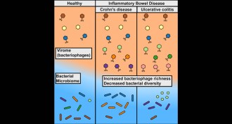 Virome shapes graphic