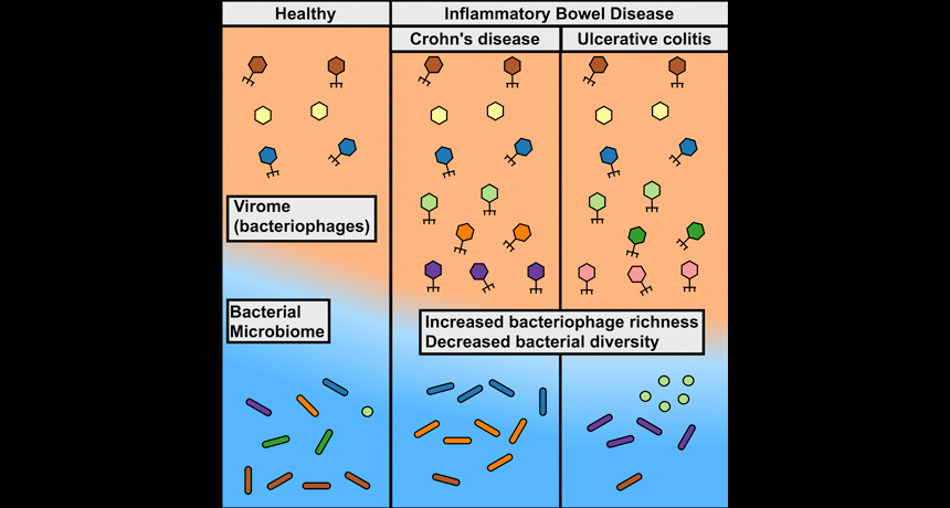 Virome shapes graphic