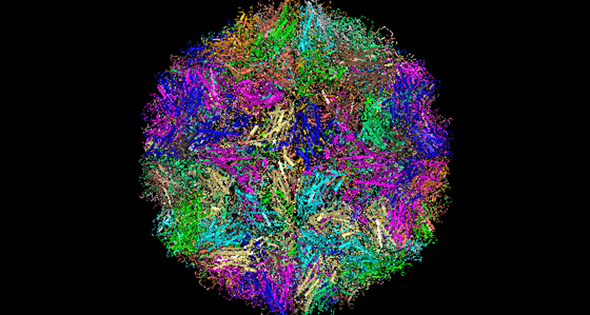 computer simulation of rhinovirus outer coat