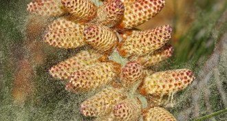 pine pollen