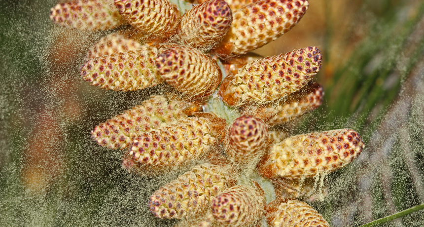 pine pollen