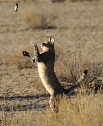 African wildcat