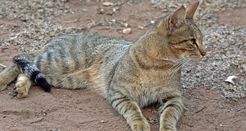 African wildcat