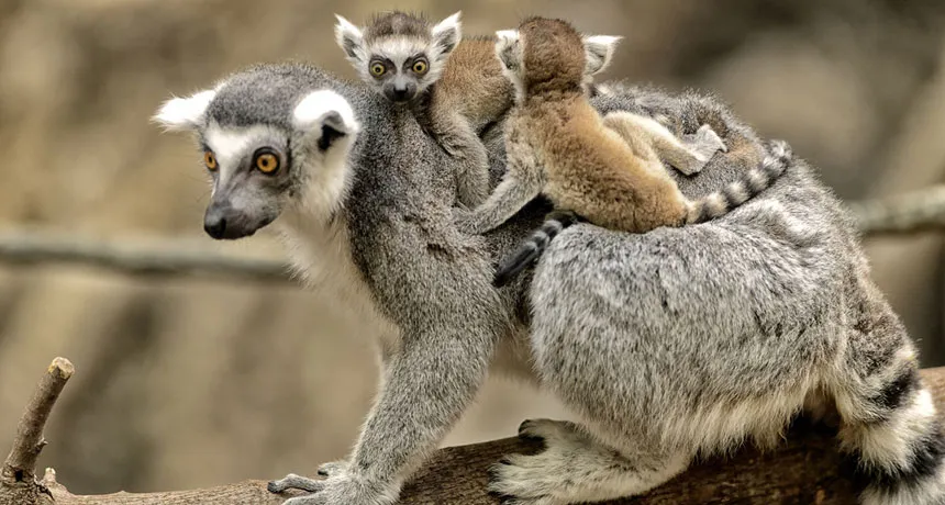 lemurs