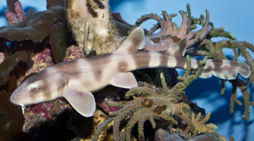 brownbanded bamboo shark