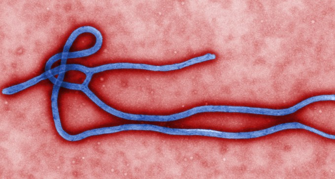 Ebola virus