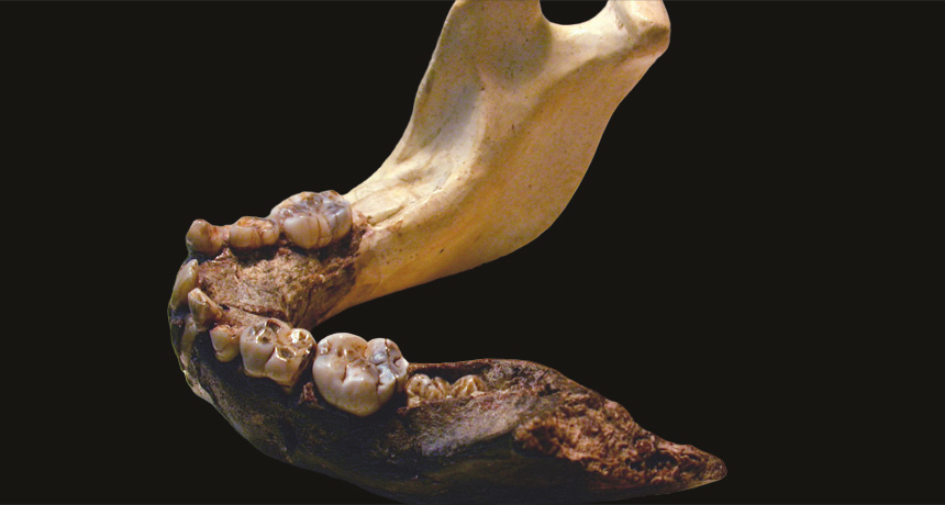 Paranthropus robustus jaw and teeth