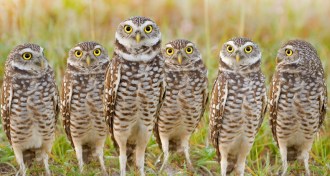 owls in a row