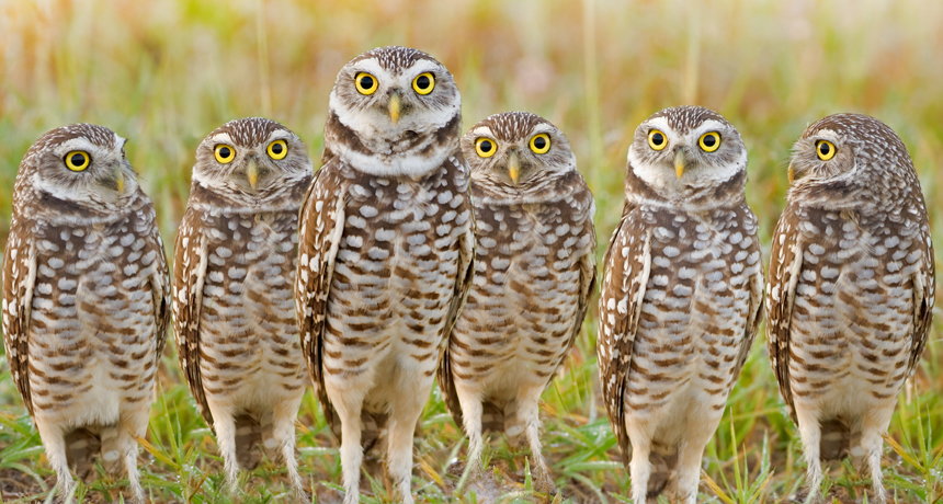 owls in a row