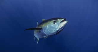 Hawaiian Yellowfin tuna