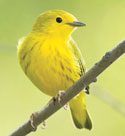yellow warbler