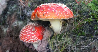 red fly agaric mushrooms - Amanita muscaria
