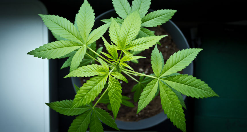 cannabis plant