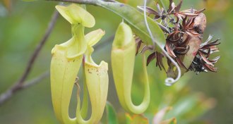 Three pitcher plant traps