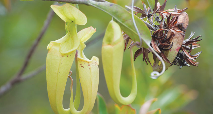 Three pitcher plant traps