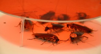 Cluster of cockroaches