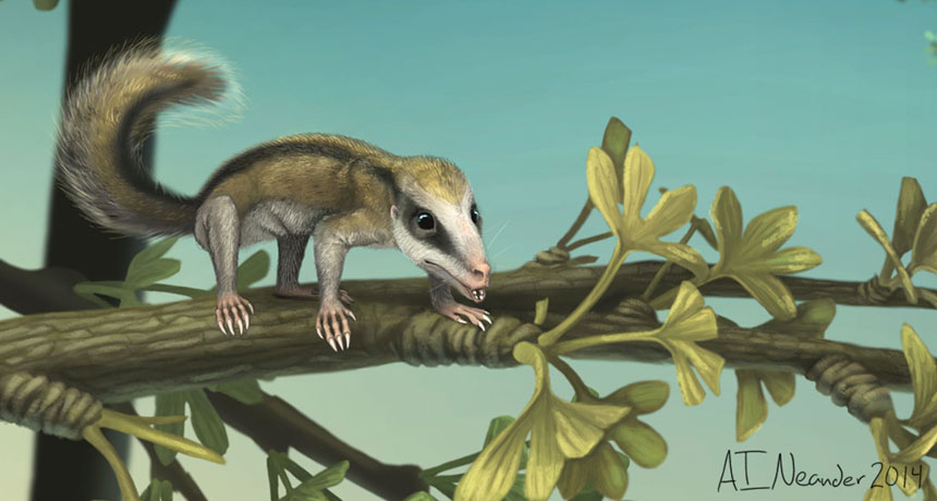 Mammal ancestor climbs tree