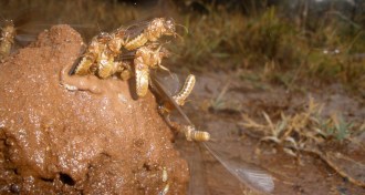 termites on mound