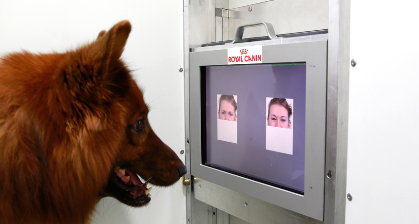 dog looking at a screen in a lab