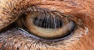 goat eyelashes
