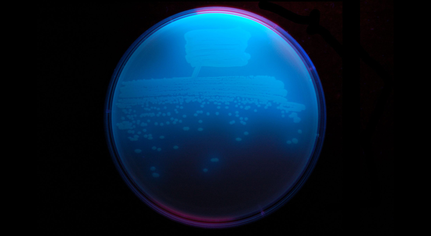 Pseudomonas fluorescens
