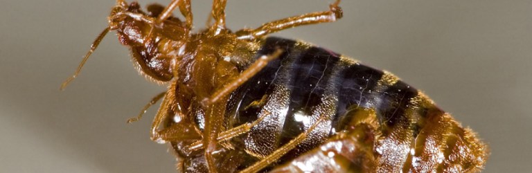 Bed bug sex