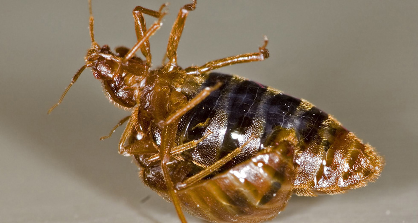 Bed bug sex