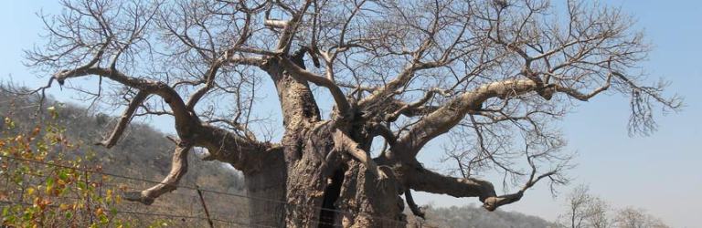 baobab tree