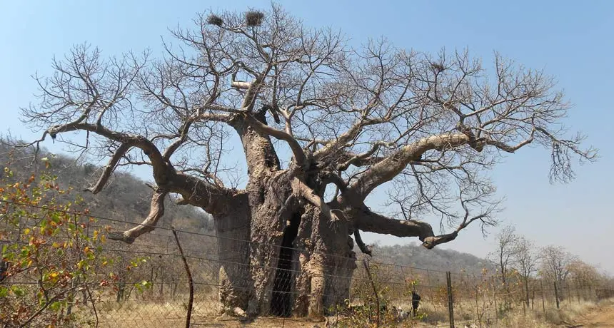 baobab tree