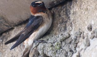cliff swallow