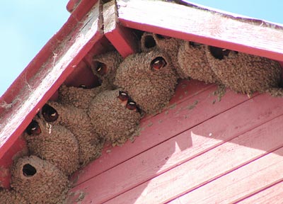 cliff swallow nests under a roof