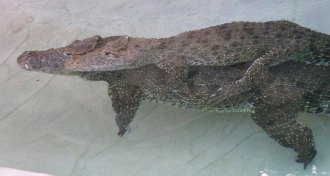 crocodiles