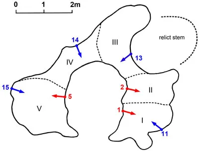drawing of baobab tree structure