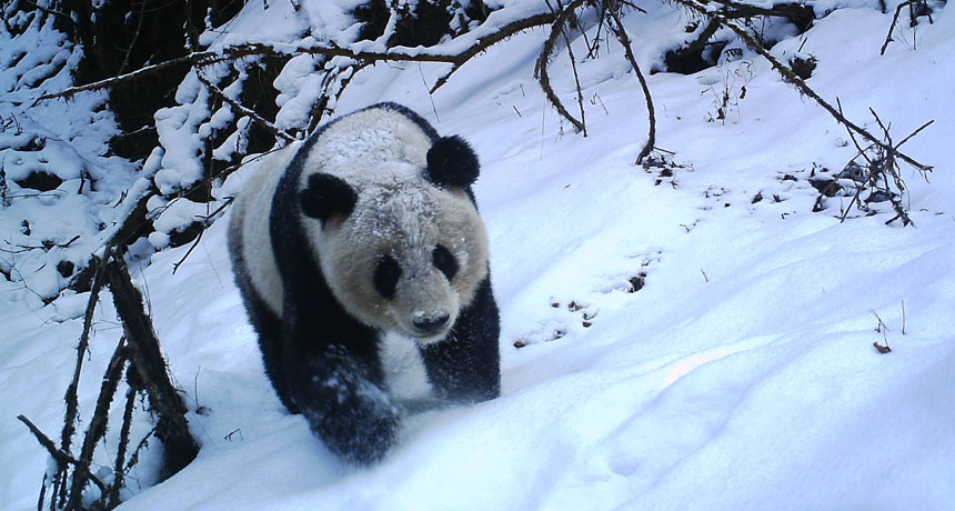 Giant Panda in the snow