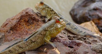 mudskippers
