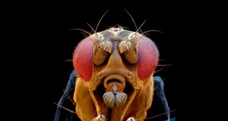 fruit fly