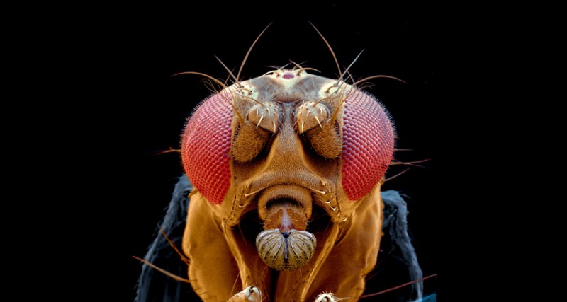 fruit fly