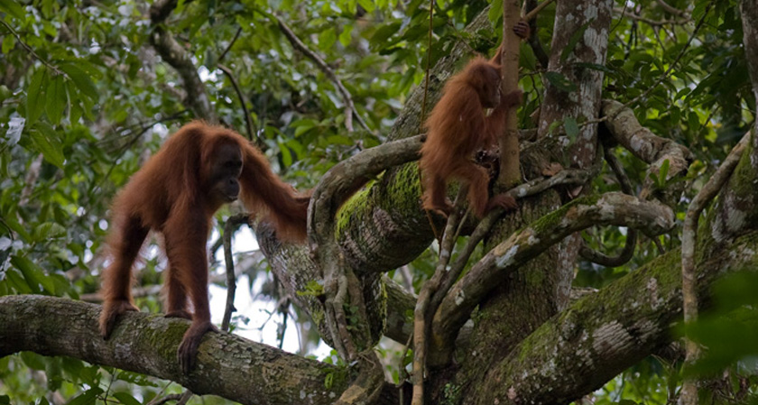 orangutans