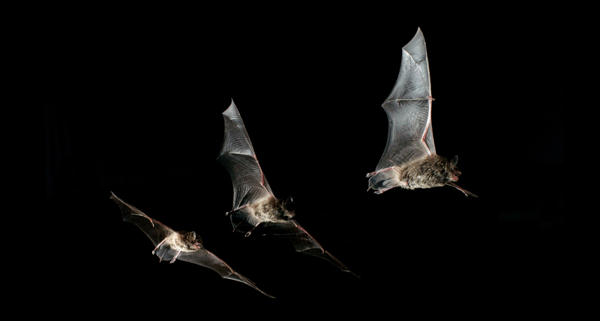 Dauberton’s bats
