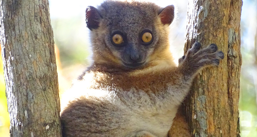 Lepilemur hubbardorum