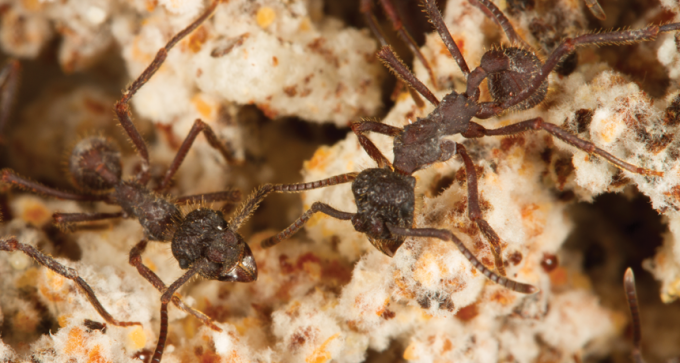 Farming ants with fungus