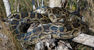 Burmese python