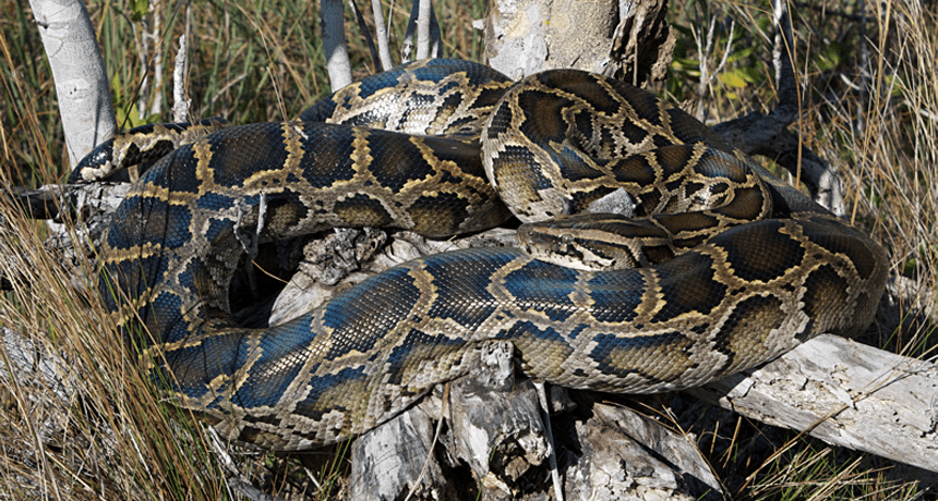 Burmese python