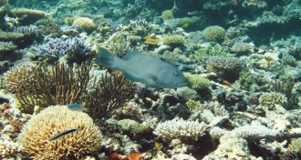 Common coral trout