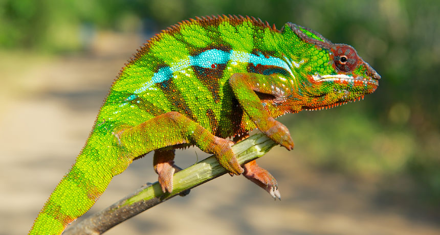 chameleon